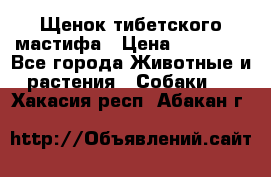 Щенок тибетского мастифа › Цена ­ 60 000 - Все города Животные и растения » Собаки   . Хакасия респ.,Абакан г.